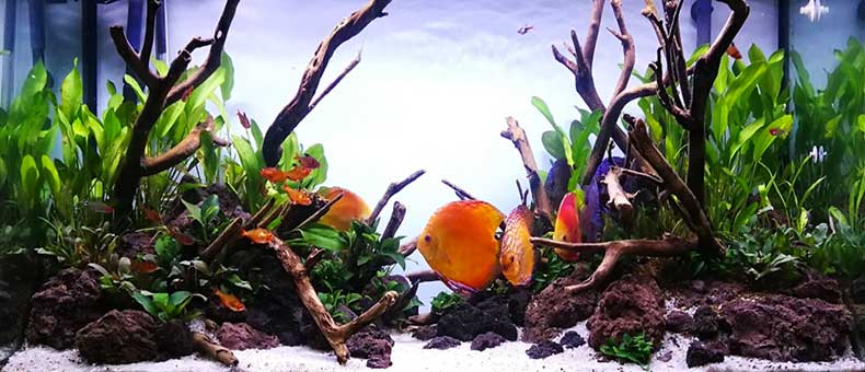 Discus fish