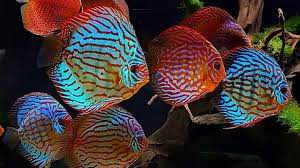 Discus fish