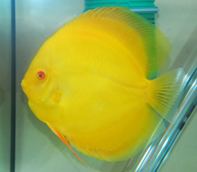 s-golden-discus